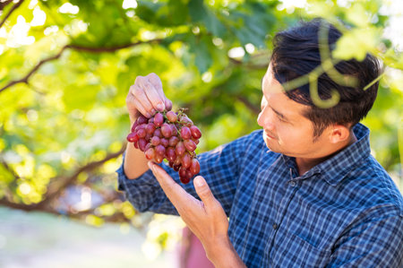 Asian young farmer and grape harvest Farmers collaborate with freshly harvested red grapes to produce red wine.の写真素材