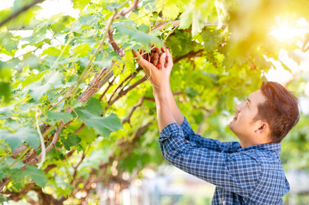 Asian young farmer and grape harvest Farmers collaborate with freshly harvested red grapes to...