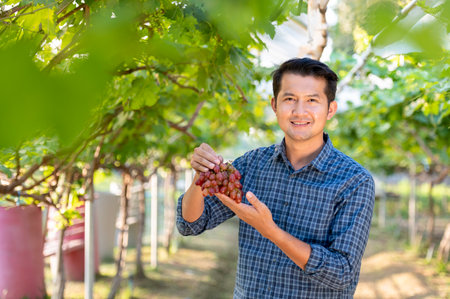 Asian young farmer and grape harvest Farmers collaborate with freshly harvested red grapes to produce red wine.の写真素材