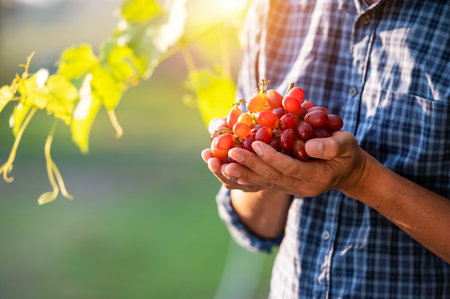Young asian farmer's hand and grape harvest Farmers collaborate with freshly harvested red grapes to produce red wine.の写真素材