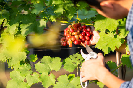 Young asian farmer's hand and grape harvest Farmers collaborate with freshly harvested red grapes to produce red wine.の写真素材