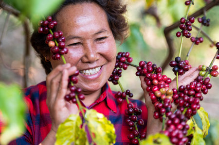 Arabica coffee berries by asian farmer hands Robusta and Arabica coffee berries by hand of Asian farmer Gia Lai, Vietnamの写真素材