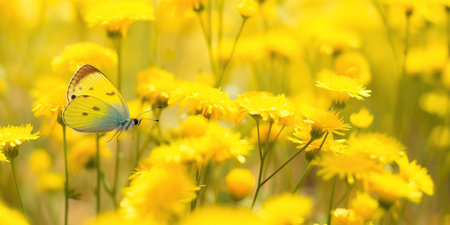 butterfly on flower Image of monarch butterfly on sunflower with blurred background Nature stock photo of insect close up The most beautiful picture of butterfly wings on a flowerの素材