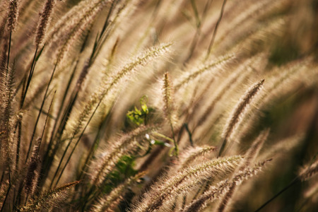 Blurred grass flowers in the grass field in the sunlight background