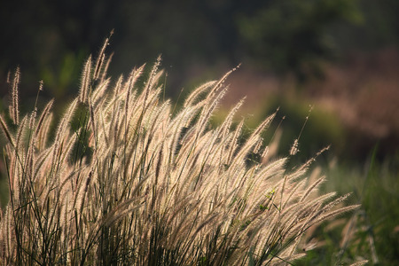Blurred grass flowers in the grass field in the sunlight backgroundの写真素材
