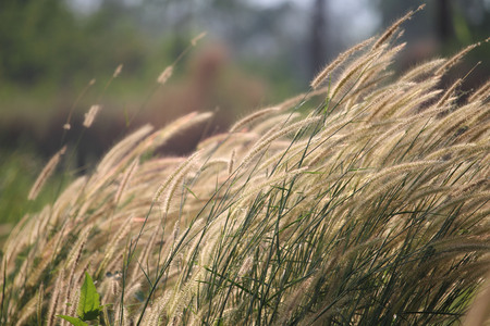 Blurred grass flowers in the grass field in the sunlight background