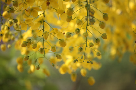 Cassia fistula or golden shower national flower of thailandの写真素材