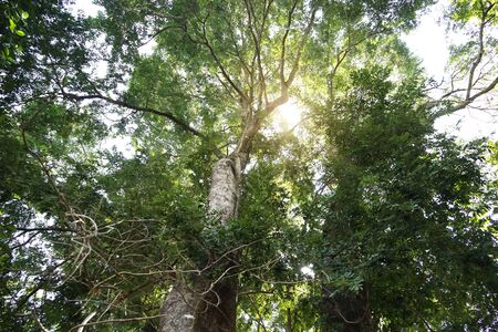 Big tree nature green wood sunlight backgrounds. The sun shining through a majestic green tree....