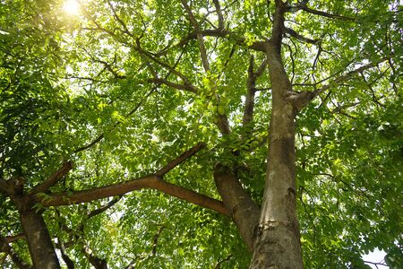 Big tree nature green wood sunlight backgrounds. The sun shining through a majestic green tree. Beautiful landscape of asian forest photographed in forest.                               の写真素材