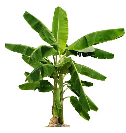 Banana tree  on white background   paths for garden design.Economic crops  tropical countries  gaining popularity.の写真素材