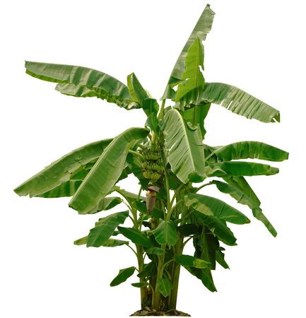 Banana tree  on white background   paths for garden design.Economic crops  tropical countries  gaining popularity.の写真素材