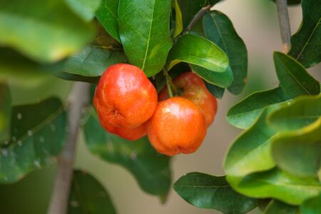 Group of fresh small red organic brazillian acerola cherry fruit (Malpighia Glabra) with green leaves. Fresh organic Acerola cherry on the tree, High vitamin C and antioxidant fruits.の写真素材