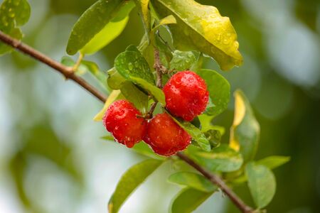 Acerola cherry on the tree with water drop, High vitamin C and antioxidant fruits. Fresh organic Acerola cherry on the tree.の写真素材