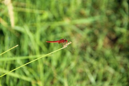 Dragonfly on flower macro view. The macro photography of dragonfly at grass and small tree with green background.の写真素材