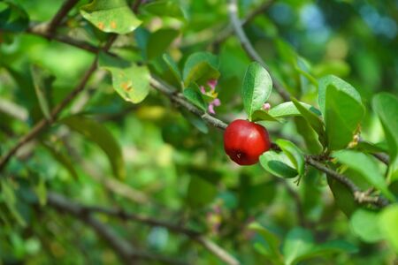 Acerola cherry on the tree with water drop, High vitamin C and antioxidant fruits. Fresh organic...