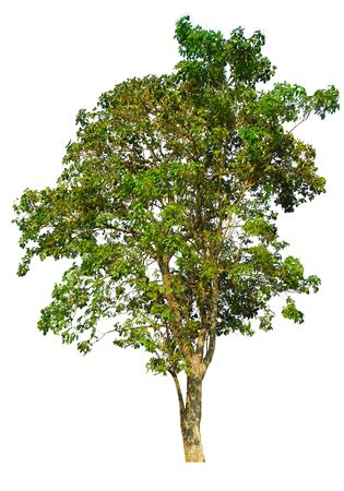 Trees isolated on white background, tropical trees isolated used for design, advertising and architecture                                の写真素材