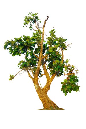 Trees isolated on white background, tropical trees isolated used for design, advertising and architectureの写真素材