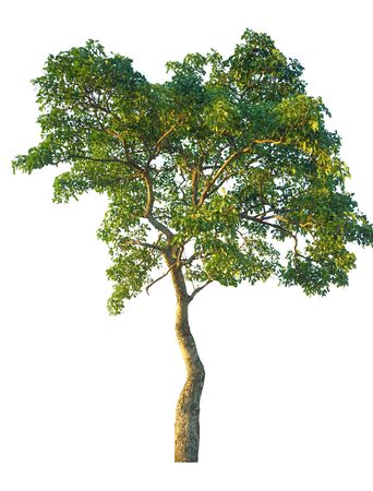 Trees isolated on white background, tropical trees isolated used for design, advertising and architecture                                の写真素材