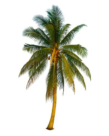 Coconut and palm trees Isolated tree on white background                               の写真素材
