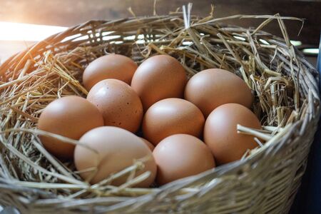 Close-up natural brown chicken eggs on a bed of straw with feather. Eggs on the roost close up with blurred background and the soft, selective focus                                の写真素材