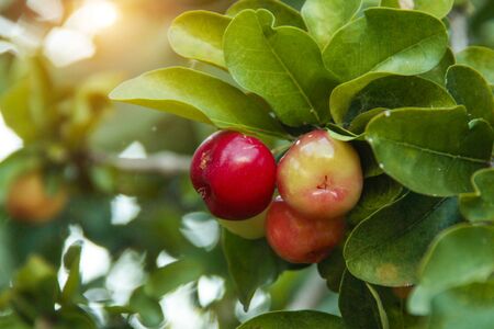 Fresh small red organic brazillian acerola cherry fruit with green leaves. Fresh organic Acerola cherry on the tree, High vitamin and antioxidant fruits.の写真素材