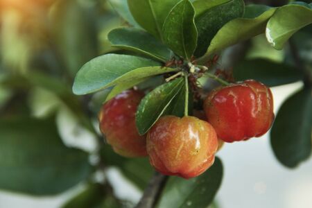 Fresh small red organic brazillian acerola cherry fruit with green leaves. Fresh organic Acerola cherry on the tree, High vitamin and antioxidant fruits.の写真素材