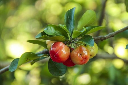 Fresh small red organic brazillian acerola cherry fruit with green leaves. Fresh organic Acerola cherry on the tree, High vitamin and antioxidant fruits.の写真素材