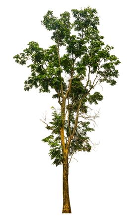 Trees isolated on white background, tropical trees isolated used for design, advertising and architectureの写真素材