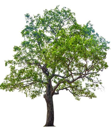Trees isolated on white background, tropical trees isolated used for design, advertising and architectureの写真素材
