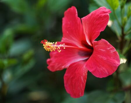 Beautiful red hibiscus flower growing on a green leaves background in the garden.の写真素材