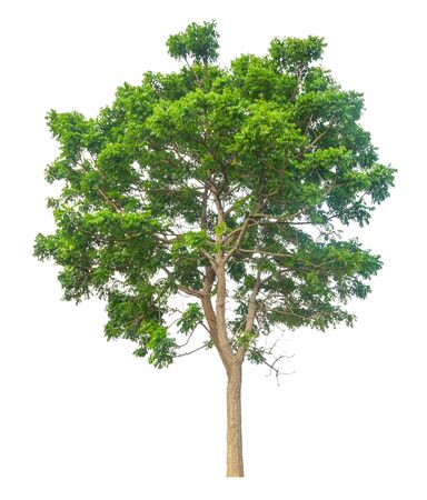 Trees isolated on white background, tropical trees isolated used for design, advertising and architectureの写真素材