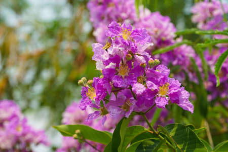Lagerstroemia loudonii flower or Lagerstroemia floribunda. Beautiful blooming pink-purplish-white blooming flowers on the against the bright morning.の写真素材