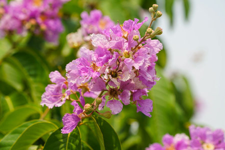 Lagerstroemia loudonii flower or Lagerstroemia floribunda. Beautiful blooming pink-purplish-white blooming flowers on the against the bright morning.の写真素材