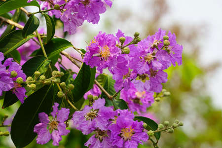 Lagerstroemia loudonii flower or Lagerstroemia floribunda. Beautiful blooming pink-purplish-white blooming flowers on the against the bright morning.の写真素材