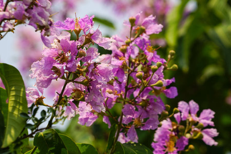 Lagerstroemia loudonii flower or Lagerstroemia floribunda. Beautiful blooming pink-purplish-white blooming flowers on the against the bright morning.の写真素材