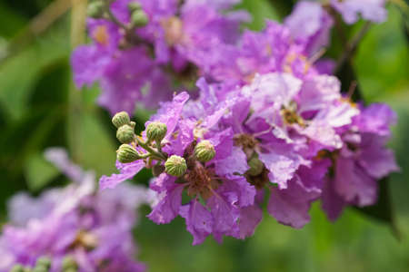 Lagerstroemia loudonii flower or Lagerstroemia floribunda. Beautiful blooming pink-purplish-white blooming flowers on the against the bright morning.の写真素材