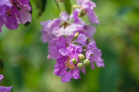 Lagerstroemia loudonii flower or Lagerstroemia floribunda. Beautiful blooming pink-purplish-white blooming flowers on the against the bright morning.の写真素材