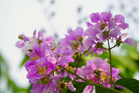 Lagerstroemia loudonii flower or Lagerstroemia floribunda. Beautiful blooming pink-purplish-white blooming flowers on the against the bright morning.の写真素材