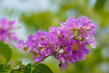 Lagerstroemia loudonii flower or Lagerstroemia floribunda. Beautiful blooming pink-purplish-white blooming flowers on the against the bright morning.の写真素材