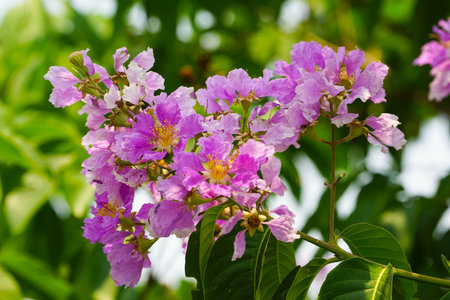 Lagerstroemia loudonii flower or Lagerstroemia floribunda. Beautiful blooming pink-purplish-white blooming flowers on the against the bright morning.の写真素材
