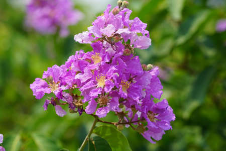 Lagerstroemia loudonii flower or Lagerstroemia floribunda. Beautiful blooming pink-purplish-white blooming flowers on the against the bright morning.の写真素材