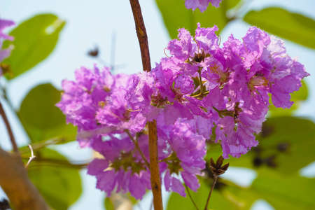 Lagerstroemia loudonii flower or Lagerstroemia floribunda. Beautiful blooming pink-purplish-white blooming flowers on the against the bright morning.の写真素材