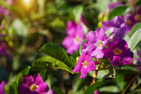 Close up photo of Bignonia flower and leaves. Purple Bignonia flowers blooming in the garden.の写真素材
