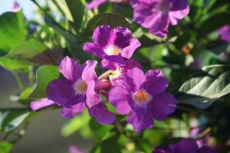 Close up photo of Bignonia flower and leaves. Purple Bignonia flowers blooming in the garden.の写真素材