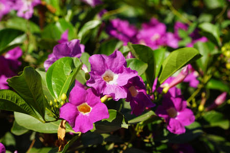 Close up photo of Bignonia flower and leaves. Purple Bignonia flowers blooming in the garden.の写真素材