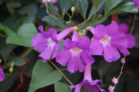 Close up photo of Bignonia flower and leaves. Purple Bignonia flowers blooming in the garden.の写真素材