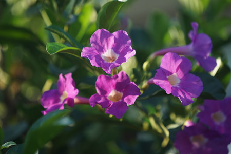 Close up photo of Bignonia flower and leaves. Purple Bignonia flowers blooming in the garden.の写真素材