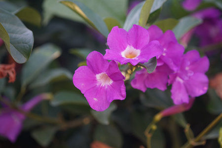 Close up photo of Bignonia flower and leaves. Purple Bignonia flowers blooming in the garden.の写真素材