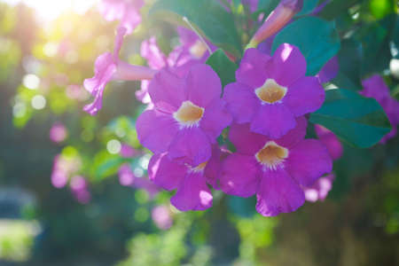 Close up photo of Bignonia flower and leaves. Purple Bignonia flowers blooming in the garden.の写真素材