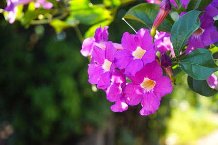 Close up photo of Bignonia flower and leaves. Purple Bignonia flowers blooming in the garden.の写真素材